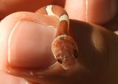 Imantodes gemmistratus