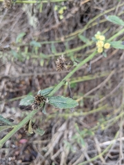 Baccharis plummerae plummerae