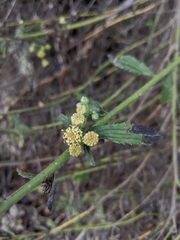 Baccharis plummerae plummerae