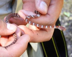 Imantodes gemmistratus