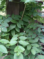 Wisteria frutescens