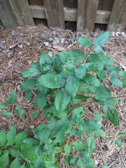 Ceanothus americanus