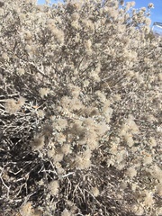 Tiquilia greggii