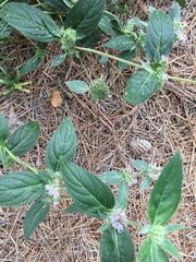 Pycnanthemum incanum