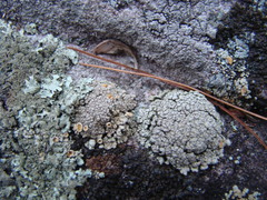 Rhizoplaca subdiscrepans