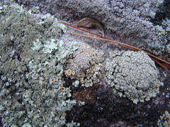 Rhizoplaca subdiscrepans