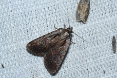 Eueretagrotis attentus