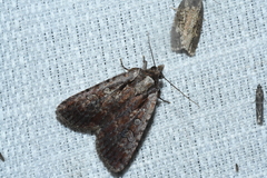 Eueretagrotis attentus