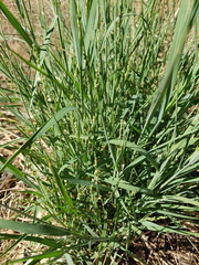 Setaria constricta