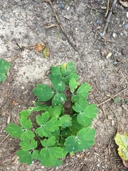Aquilegia canadensis