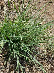 Setaria constricta