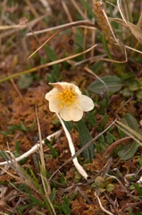 Dryas integrifolia