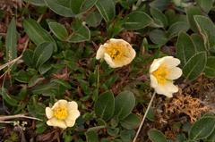 Dryas integrifolia