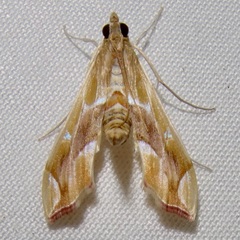 Agathodes monstralis