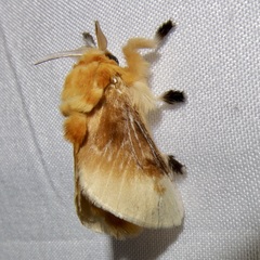 Megalopyge bissesa