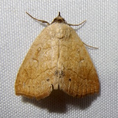 Isogona punctipennis