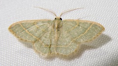 Chlorochlamys appellaria