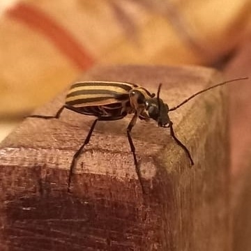Epicauta excavata