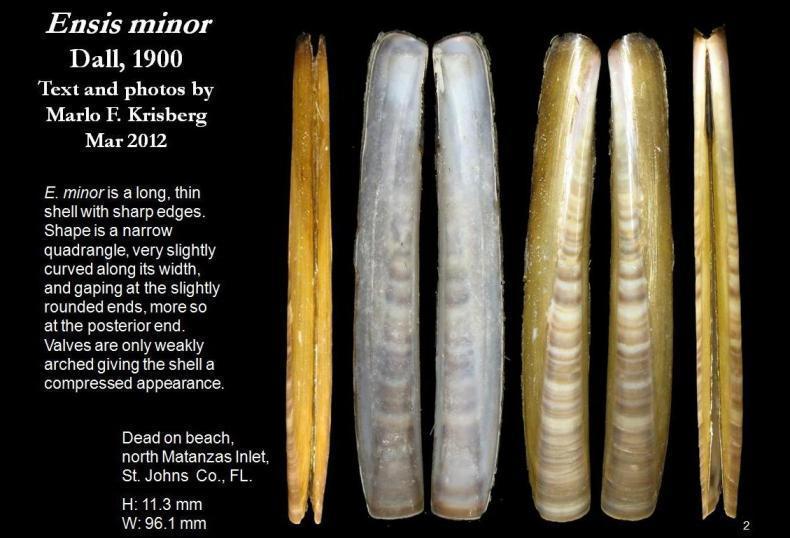 Stiff Pen Shell (GTM Research Reserve Mollusc Guide) · iNaturalist