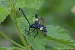 Lissonotus flavocinctus
