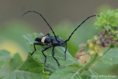 Lissonotus flavocinctus
