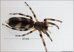 Lampona cylindrata