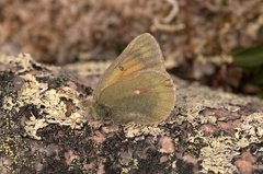 Colias hecla