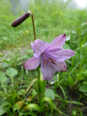 Notholirion macrophyllum