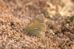 Colias hecla