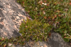Harrimanella hypnoides