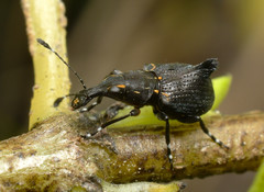 Hoplorhaphus spinifer