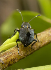 Hoplorhaphus spinifer