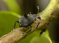 Hoplorhaphus spinifer