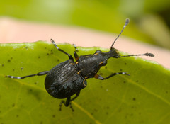Hoplorhaphus spinifer