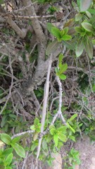 Austrosipyloidea carterus