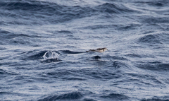 Pelagodroma marina