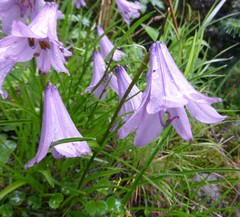 Notholirion macrophyllum