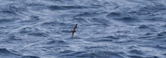 Hydrobates leucorhous