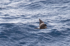 Hydrobates leucorhous