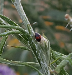 Diomus notescens