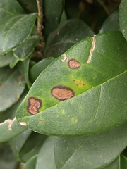 Calonectria pseudonaviculata