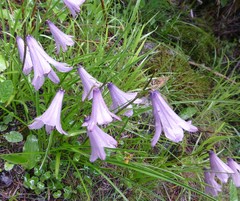 Notholirion macrophyllum