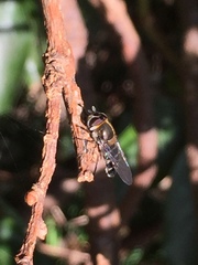 Betasyrphus serarius