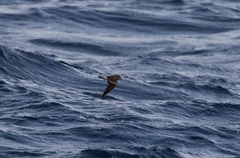 Hydrobates leucorhous