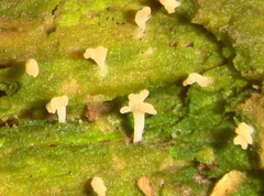 Multiclavula corynoides