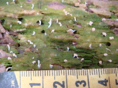 Multiclavula corynoides