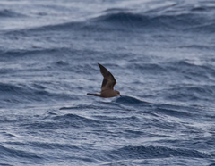 Hydrobates leucorhous