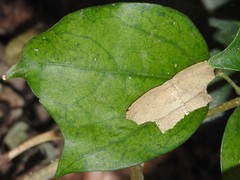 Phalacra