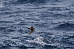 Hydrobates leucorhous