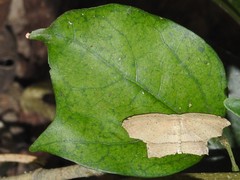 Phalacra